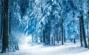 Wallpaper-Winter-landscape-snow-forest